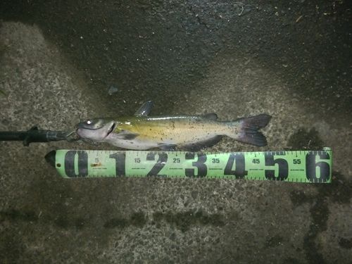 アメリカナマズの釣果