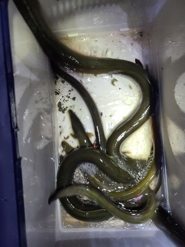 ウナギの釣果