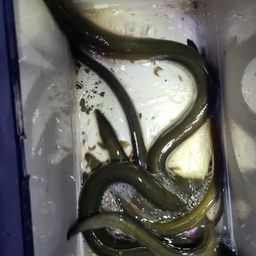 ウナギ