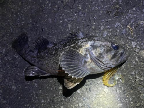 クロソイの釣果