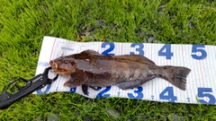 アイナメの釣果