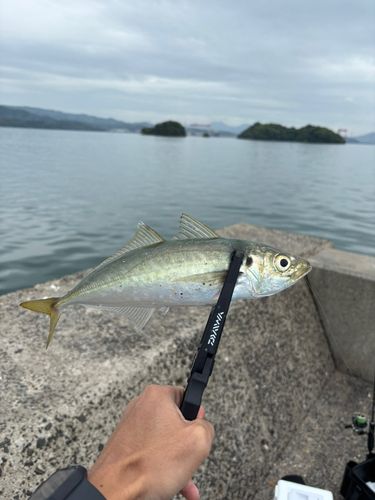 マルアジの釣果