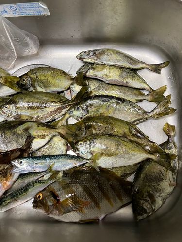 アイゴの釣果