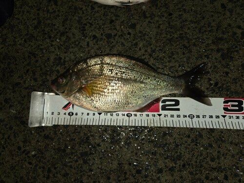 ウミタナゴの釣果