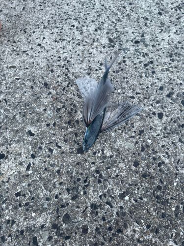 トビウオの釣果