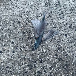 トビウオ
