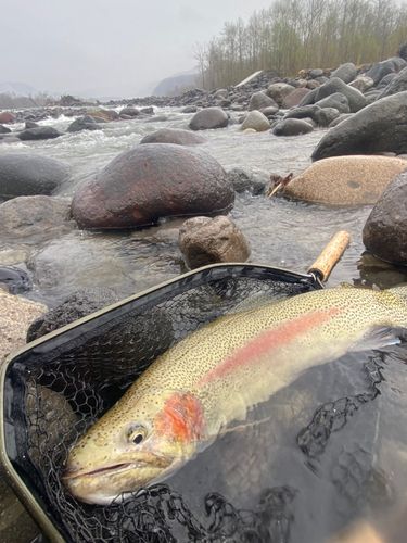 ニジマスの釣果