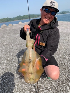 アオリイカの釣果