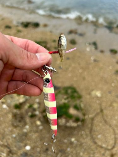 カタクチイワシの釣果