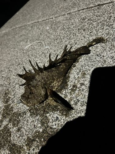 オニオコゼの釣果