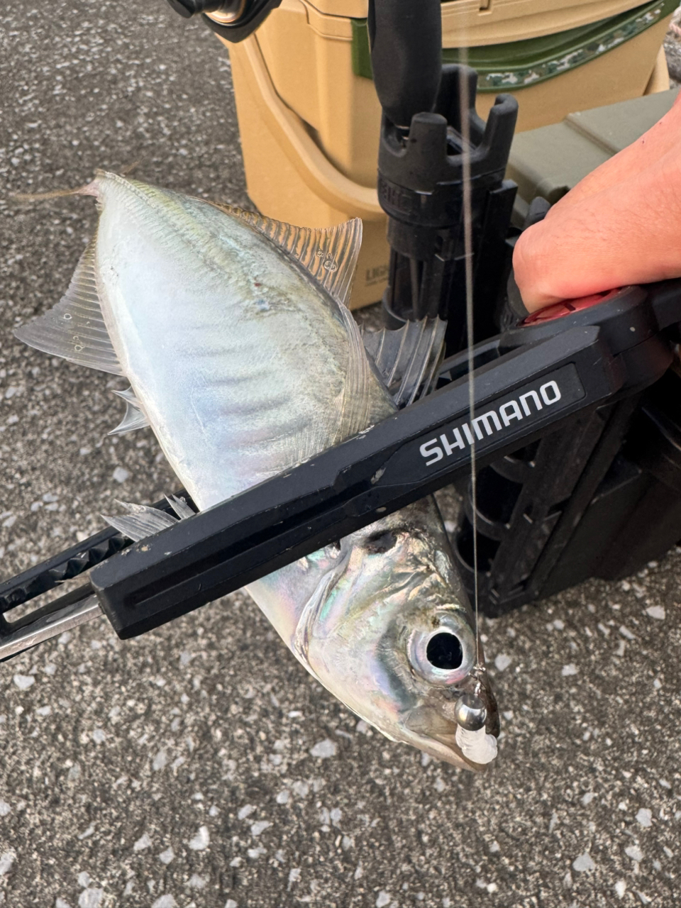 メジャークラフト 鯵道 5G AD5-S582L/AJI (ロッド・釣竿) 価格
