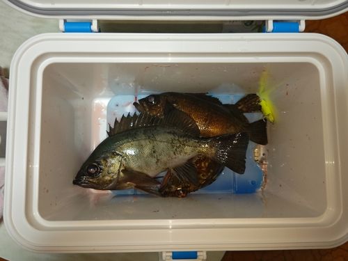 メバルの釣果