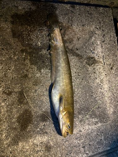 ナマズの釣果