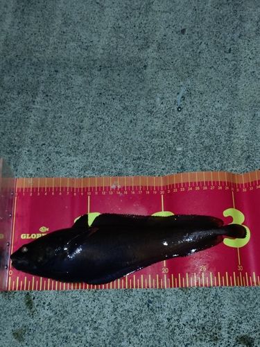 ドンコの釣果