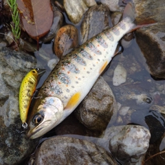 アマゴの釣果