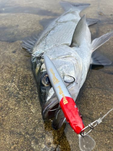 ヒラスズキの釣果