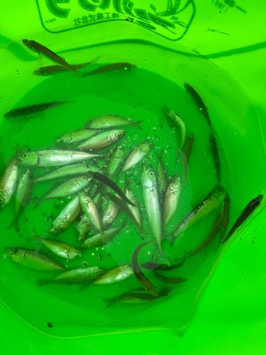 モジャコの釣果