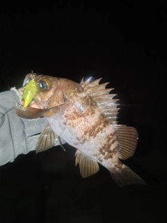 メバルの釣果