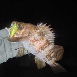 メバル