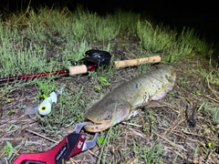 ナマズの釣果