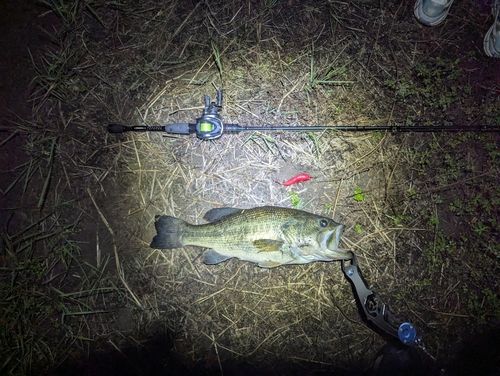 ラージマウスバスの釣果