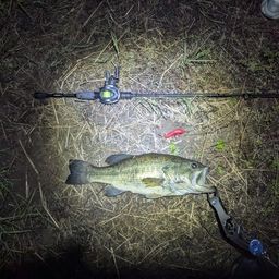 ラージマウスバス