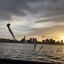 カタクチイワシ