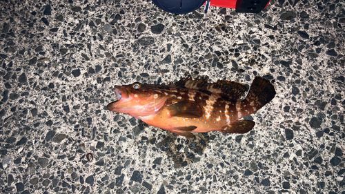 キジハタの釣果