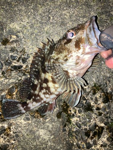 ムラソイの釣果
