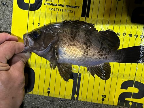 メバルの釣果
