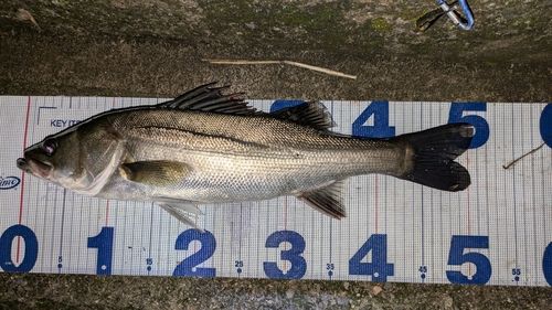 シーバスの釣果