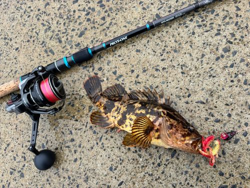 ベッコウゾイの釣果