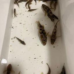 タケノコメバル