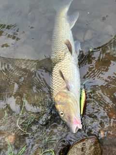 ニゴイの釣果