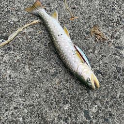 アメマス