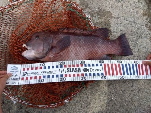 コブダイの釣果