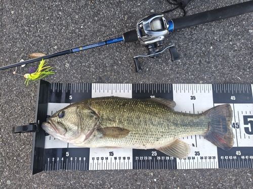 ブラックバスの釣果