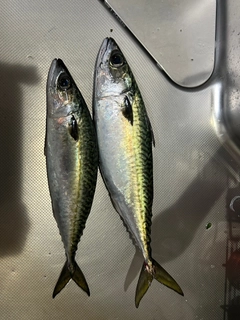 マサバの釣果