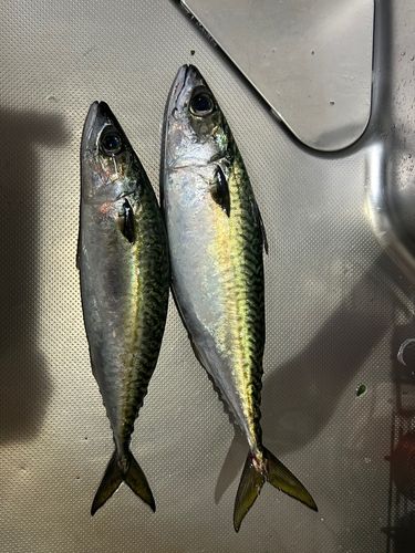 マサバ