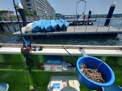 マアジの釣果