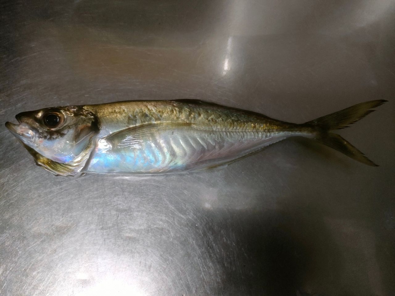 アジ