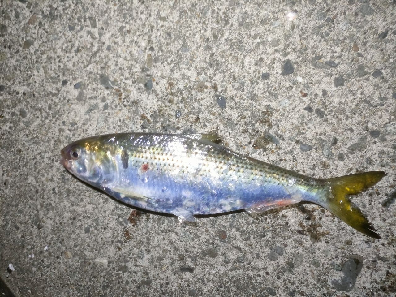 アジ