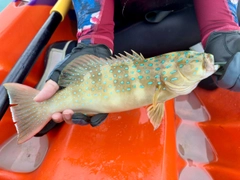 スジアラの釣果
