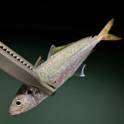 アジ