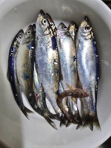 ニシンの釣果