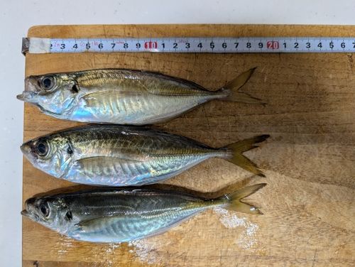 アジの釣果