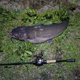 チャネルキャットフィッシュ