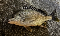 キビレの釣果