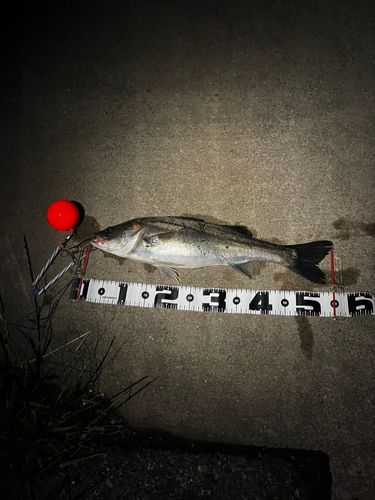 シーバスの釣果