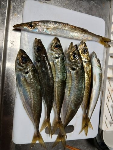アジの釣果